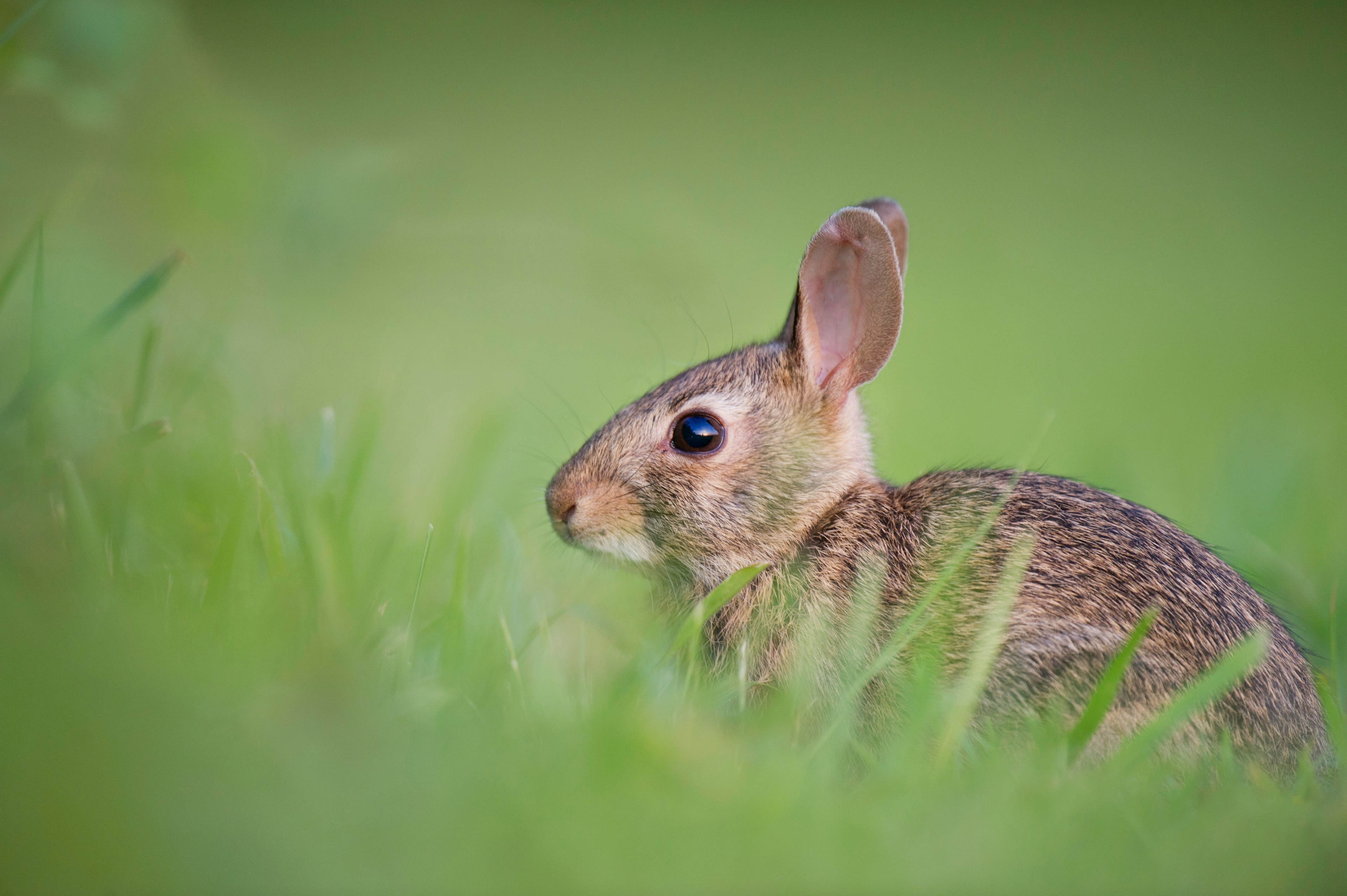 selective focus photography of brown rodent on green gras